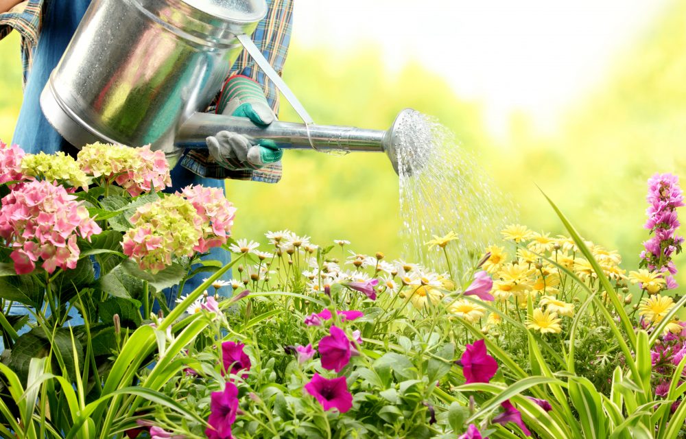 C Mo Regar Las Plantas Ahorrando Agua Nortembio